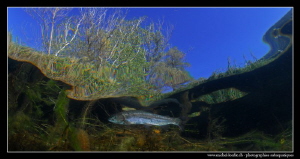 Trout close to the surface... ;O)... by Michel Lonfat 
